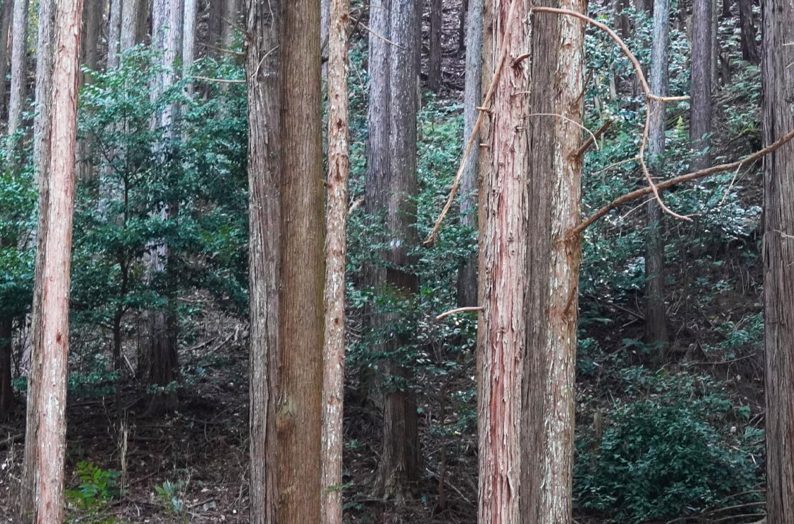 緑豊かな木々が広がる静かな森の風景