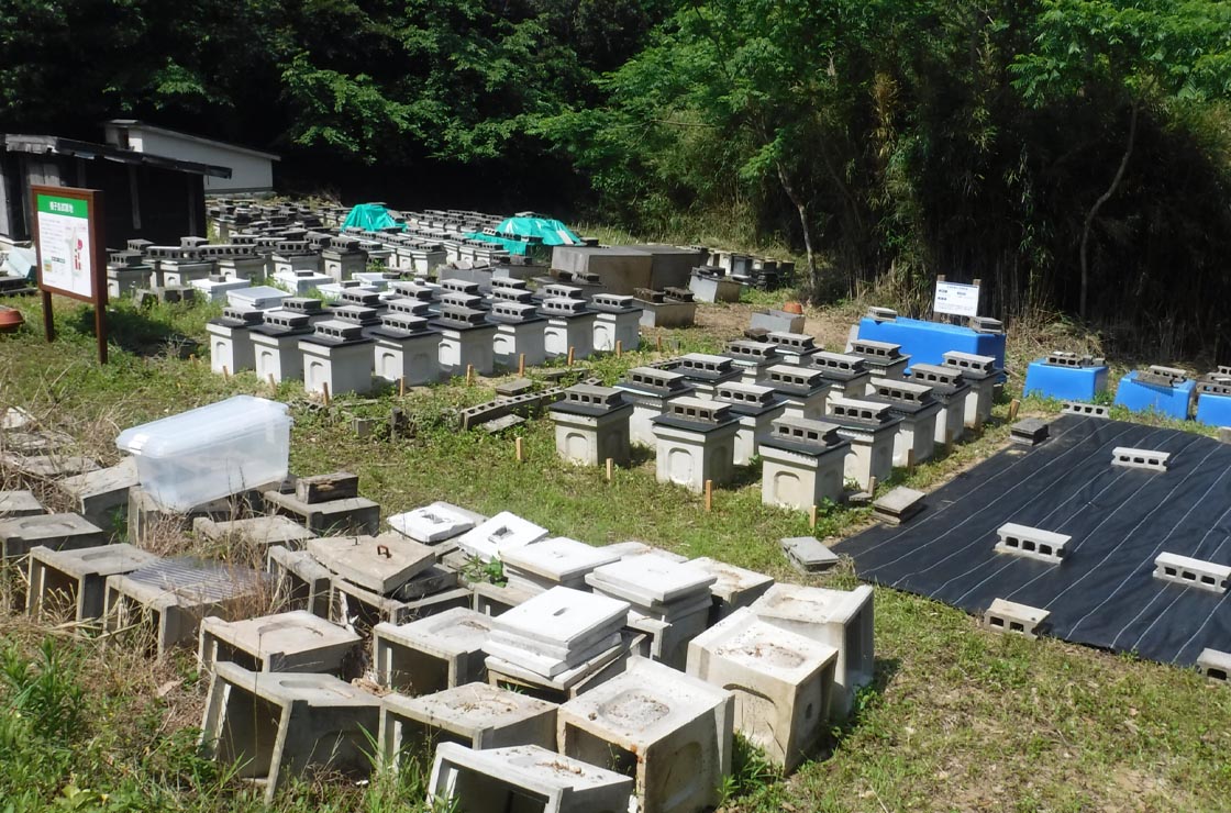 屋外試験地に設置された防蟻、防腐性能を検証する屋久島試験地