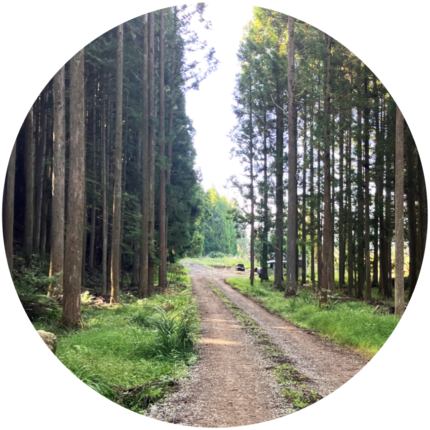 林道の写真